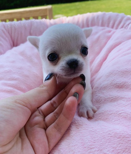 dv� �t���tka �ivava zdarma a �ivava s rodokmenem k adopci