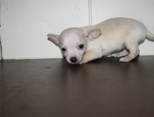 dv� �t���tka �ivava zdarma a �ivava s rodokmenem k adopci