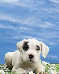 adoptivn� �t���tka p��telsk� a hrav� adoptivn� �t���tka p��telsk� a hrav� argentinsk� doga