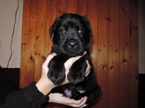 �ern� pejsci labradora s PP