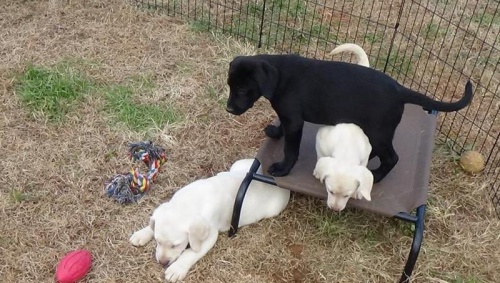 Labradorsk� - retr�vr �t��ata na prodej