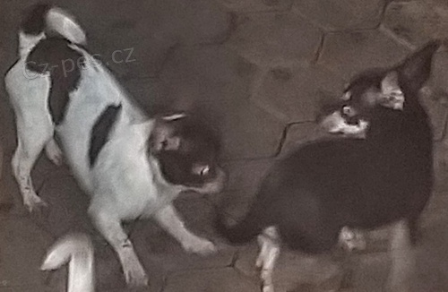 �ivava fenky a pejsek bez PP