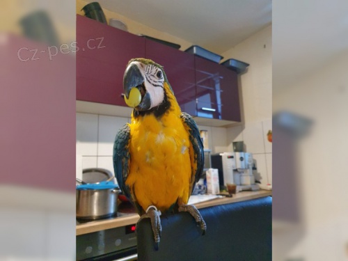 Ara-ararauna papou�ek na prodej
