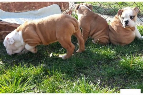  /// - Anglick� buldok �t��ata s pap�ry - ///