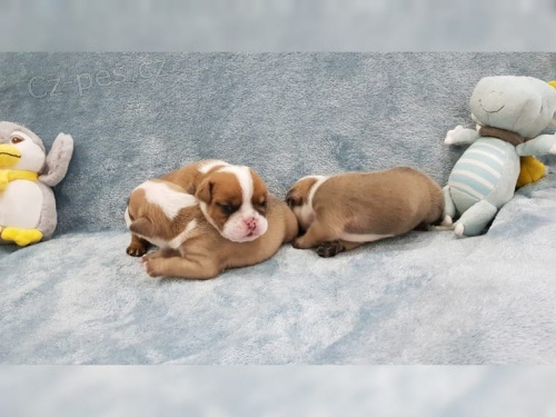 Anglick� buldok �t�n� s rodokmenem FCI.