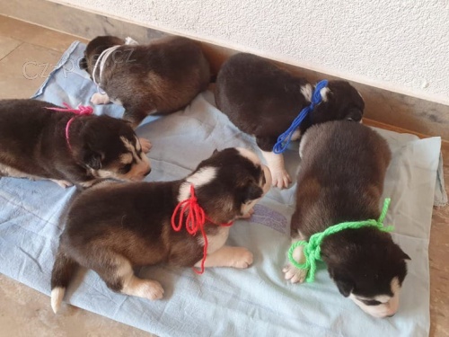 �t��ata Husky z vynikaj�c�ho chovu krve