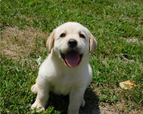 �t��ata labradora (k dispozici)