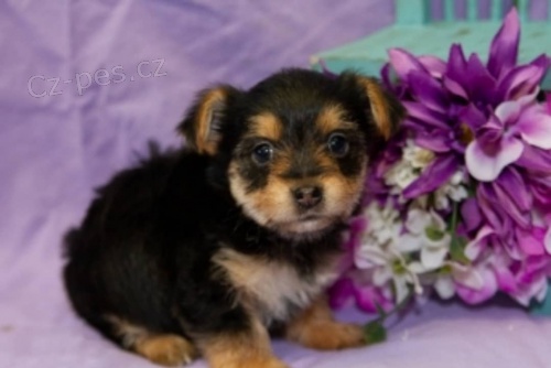 jork��rsk� �t��ata (k dispozici)