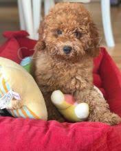 Toy Poodle tata na prodej