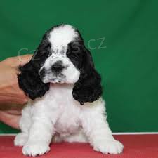 roztomil tata shih-tzu k adopci