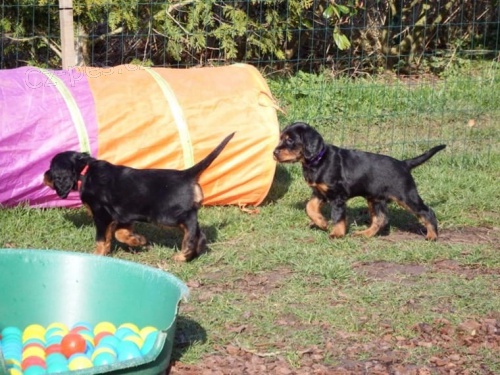 K dispozici jsou tata Gordon Setter