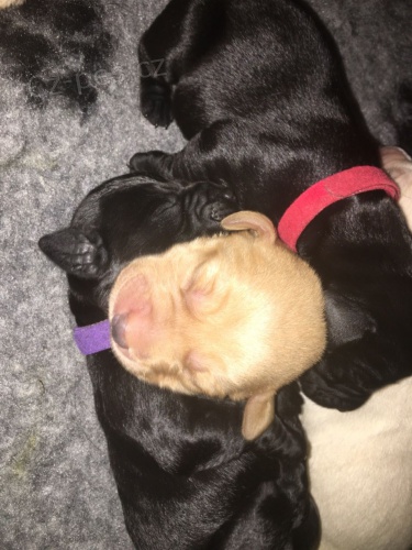 �ernob�l� labradory, registrov�no