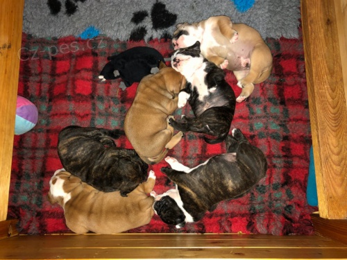 Kontinentalni buldok s PP - �t���tka