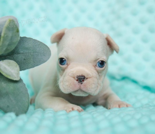 roztomil� francouzsk� buldok ov��k pes a fena p�ipraven� pro nov� domov, pro v�ce informac� se pros�m p�ihlaste s Whatsapp ��slem. D�k.