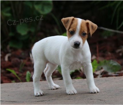 tata terir Jack Russell jsou pipravena k adopci