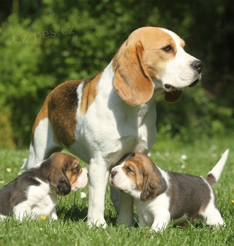 tata  beagle, zoufale potebujc nov domovy, ne na prodej, astn nov rok.