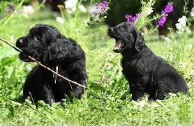 dv tata Flat Coated Retriever pro lsku