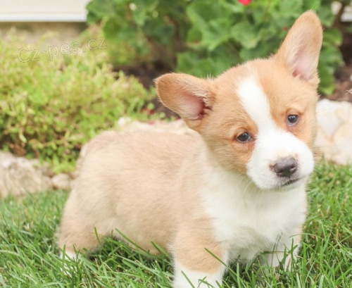 Okouzlujc velsk Corgi (Pembroke)