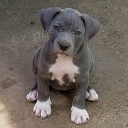 Americk pitbull tata k adopci