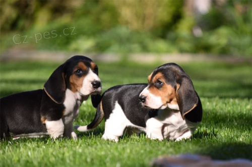 krsn ttka Basset Hound hledajc nov domovy