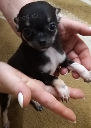 �ivava fenky a pejsek bez pp