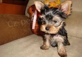 Ndhern ttka Tiny Yorkie pro adopci