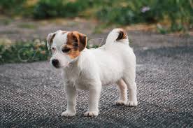 jack russell