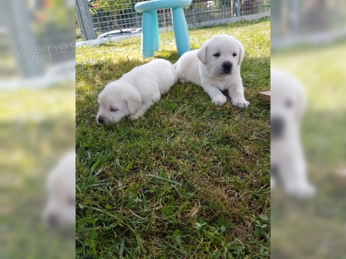 PETRA - Labradorsk� retr�vr - �t���tka �ern� a b�l�