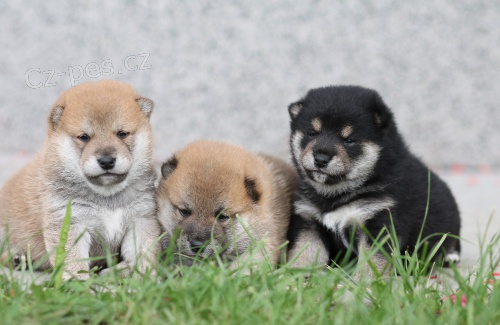 Koupm i pjmu tn shiba-inu