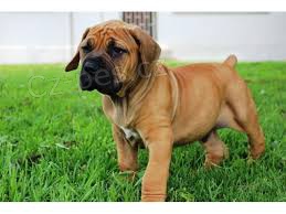 Dti Boerboel k adopci