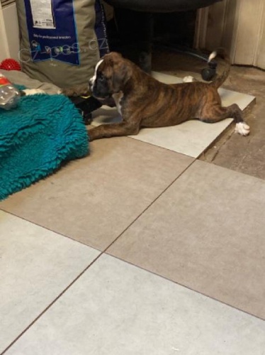 S PP ��h. boxer, Ch.S. Impressia-Box