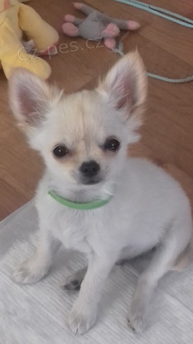 �ivava pejsek s PP