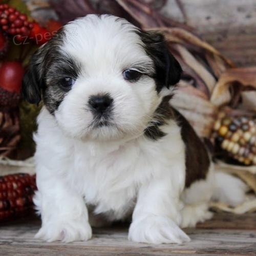 krsn okovan a rozkon tata shih tzu