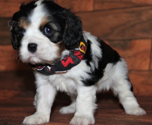 krsn a vycvien mini tata King Charles Spaniel.