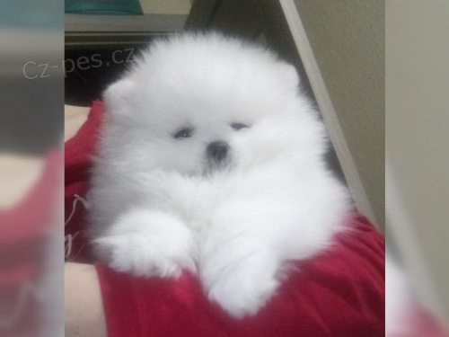 pomeransk�ch �t��at