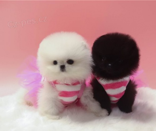 Beautiful Spitz Pomeranian puppies for rehome..