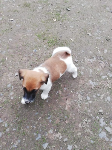 hrav tata Fox Terrier