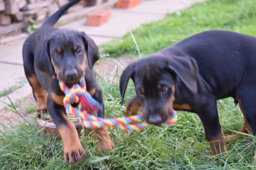 tata Dobermann jsou nyn k dispozici