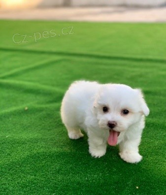 tata Bichon Frise