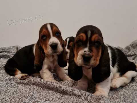 Krsn ttka Basset Hound