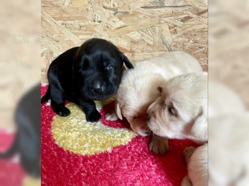 Fenka Labrador retr�vra �t��ata