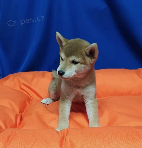 tata Shiba Inu xxl