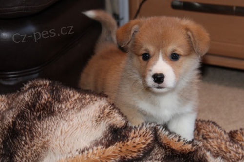 tata Pembroke Welsh Corgi><