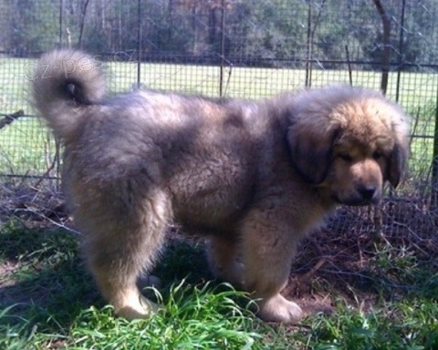 Kr�sn� d�rek tibetsk� dogy k adopci zdarma, o�kovan� rosou a mikro�ipem