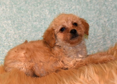 Zdrav ttka Goldendoodle k adopci.