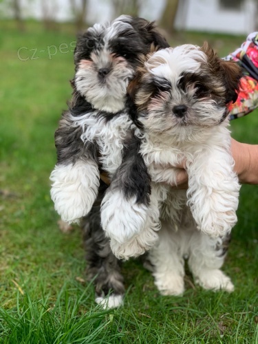 2  mini tata Shih-Tzu 2  mini tata Shih-Tzu