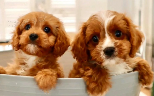 Cavoodle tata pro dobr domovy 