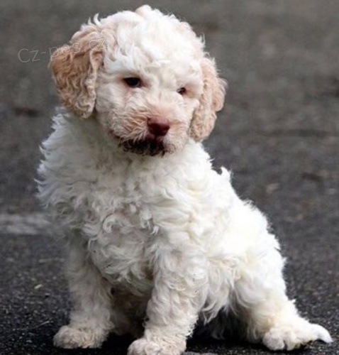 K dispozici ndhern tata Lagotto Romagnolo