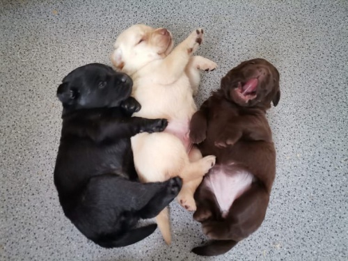  Labradorsk� �t��ata v blond, �ern� a �okol�dov� hn�d� barv�