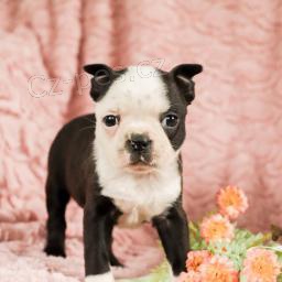 Sladk� bostonsk� teri�r